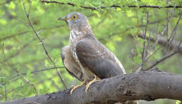 ગુજરાતનું આ પક્ષી અભ્યારણ્ય નથી જોયું તો તમે શું જોયું ? ચોમાસામાં સોળે કળાએ ખીલે છે