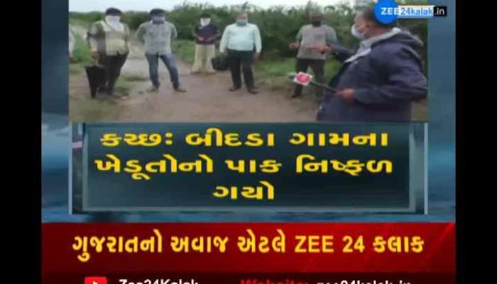 Kutch Fungus in pomegranate crop due to continuous rains