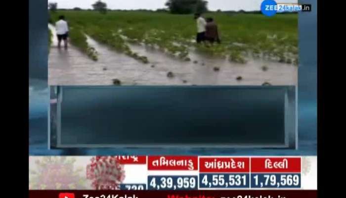Rain damage to kharif crop in Surendranagar district