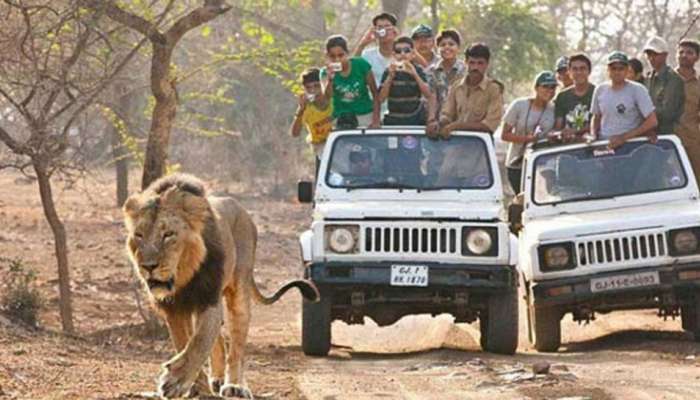 પ્રવાસન ફરી ધમધમશે: 1 ઓક્ટોબરથી સમગ્ર રાજ્યનાં સફારી પાર્ક અને ઝુ ખુલ્લા મુકાશે