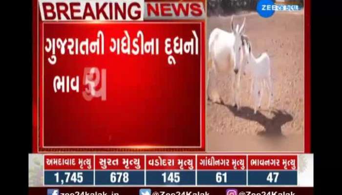 Gujarat donkeys milk is the most expensive milk in the world know the reason