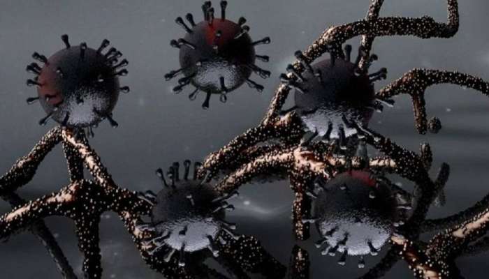 Cat Que Virus: આઈસીએમઆરની ચેતવણી- ભારતમાં અંધાધૂંધી મચાવી શકે છે બીજો ચીની વાયરસ