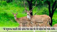 જૂનાગઢમાં આજથી પ્રાણી સંગ્રહાલય અને સફારી પાર્ક બંન્ને પ્રવાસીઓ માટે ખુલ્યા