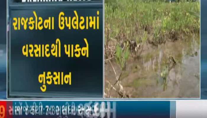 Crops Damaged By Rains In Upleta