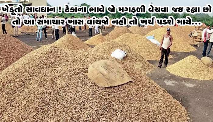 ખેડૂતો માટે મોટા સમાચાર: સરકાર દ્વારા ટેકાના ભાવે મગફળીની ખરીદી મોકૂફ રાખવામાં આવી