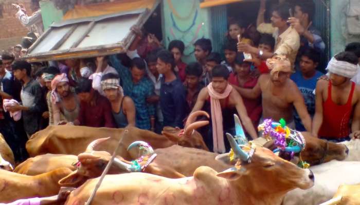 દિવાળીએ માણસો પરથી ગાયના ટોળાને દોડાવવાનો તહેવાર આ વર્ષે ગુજરાતમાં નહિ યોજાય 