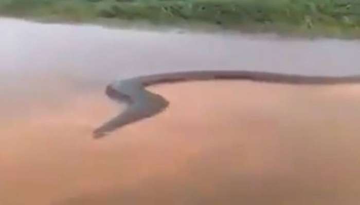 Viral Video: હાઈ લા...50 ફૂટ લાંબો વિકરાળ એનાકોન્ડા! જોઈને હાજા ગગડી જશે