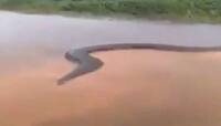 Viral Video: હાઈ લા...50 ફૂટ લાંબો વિકરાળ એનાકોન્ડા! જોઈને હાજા ગગડી જશે