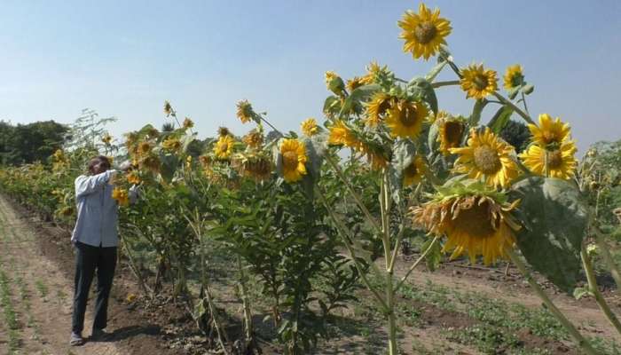 ખેડૂત દંપતીનો નવો પ્રયોગ, સૂરજમુખીની ખેતી કરી પોતાની આવકમાં કર્યો મોટો વધારો