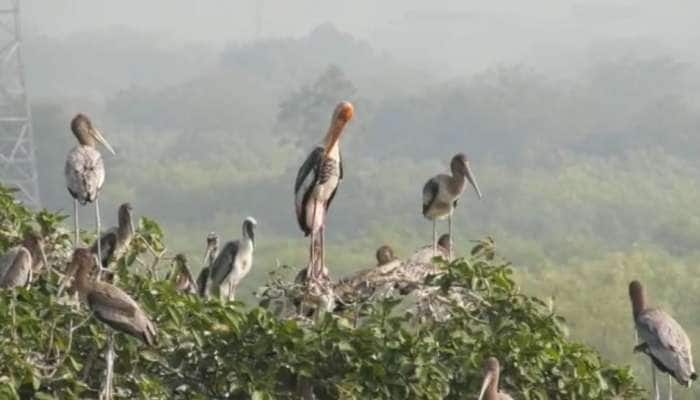 20 વર્ષથી ગુજરાતના આ ગામમાં વિદેશી પક્ષીઓ ડેરો જમાવીને રહે છે 
