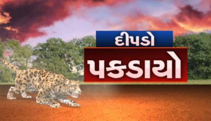 13 દિવસ બાદ પંચમહાલનો આદમખોર દીપડો પાંજરે પુરાયો