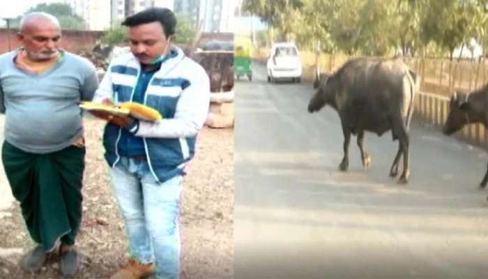 Shocking! પશુપાલન વ્યવસાય સાથે જોડાયેલા લોકો ખાસ વાંચે આ ચોંકાવનારો કિસ્સો