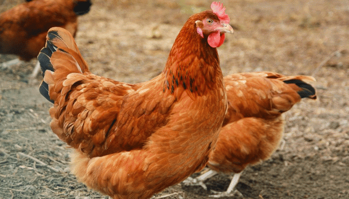 Bird Flu: ભારતમાં પક્ષીઓમાં મળી રહેલ બર્ડ ફ્લૂ વાયરસ કેટલો ખતરનાક છે?