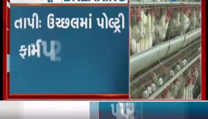 Tapi: Fear of bird flu scare poultry farmers