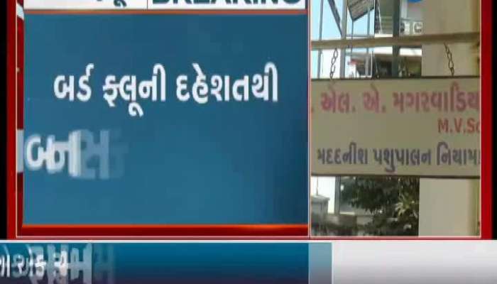 Has bird flu entered Gujarat under pressure?