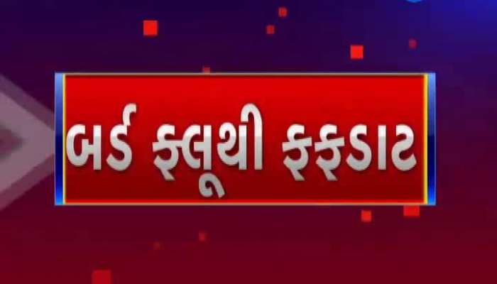 Porbandar health department alert amid fears of bird flu in Porbandar