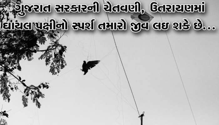 ગુજરાત સરકારની સ્પષ્ટ ચેતવણી: ઉત્તરાયણમાં ઘાયલ પક્ષીને અડ્યા તો મર્યા સમજો!