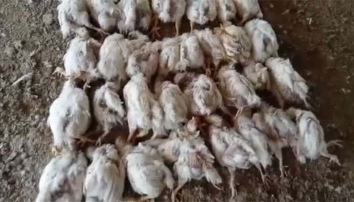 Bird Flu ની દહેશત વચ્ચે ગુજરાતમાં 140 પક્ષી મર્યાં, સોમનાથમાં પક્ષીઓને ગાંઠિયા ખવડાવ