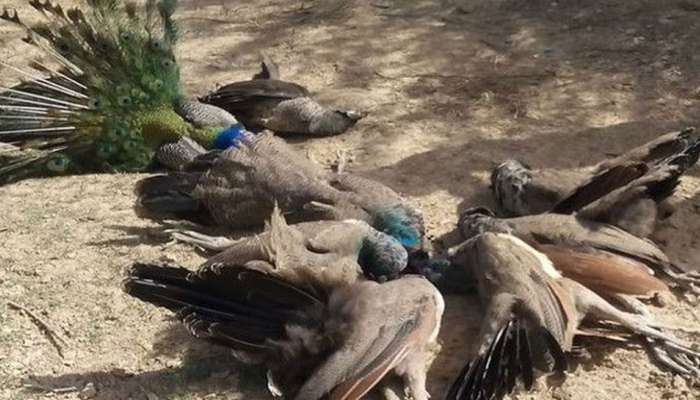 બર્ડફલૂનો કહેર! રાજ્યમાં 8 મોર સહિત 128 પક્ષીઓ મૃત હાલતમાં મળી આવતા ચકચાર