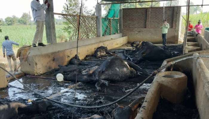 ભરૂચ: તબેલામાં આગ લાગતા 1 ઘોડી સહિત 16 ગાય-વાછરડાઓ મોત થતા અરેરાટી