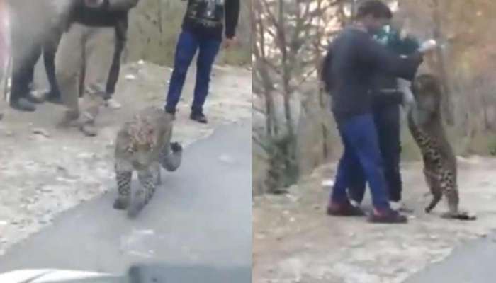 Leopard ના વર્તનમાં 'ધરમૂળ ફેરફાર' બન્યો ચર્ચાનું કારણ, જુઓ Viral Video