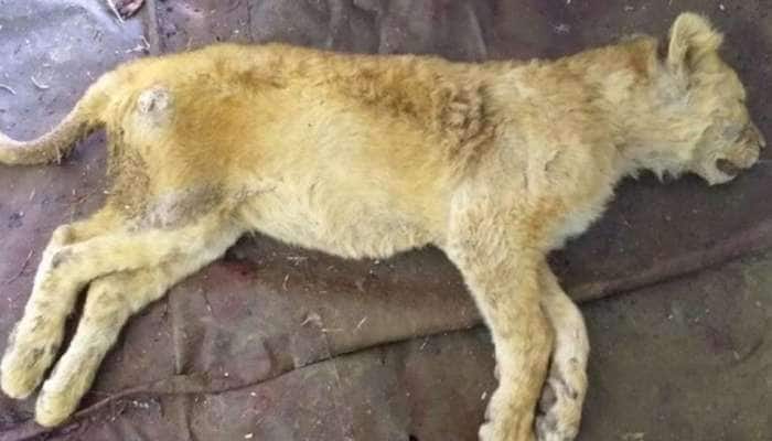 ગીરના જંગલમાં દીપડી અને સિંહ બાળનો મૃતદેહ મળી આવતા વન વિભાગ દોડતું થયું