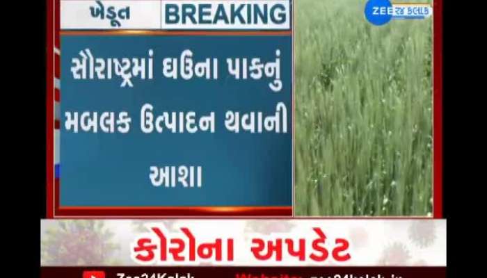 Saurashtra: Farmers happy with bulk production of wheat crop