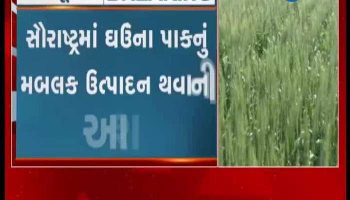 Expected bulk production of wheat crop in Saurashtra