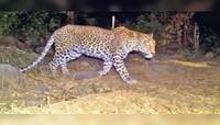 અમદાવાદમાં દીપડો: સરખેજ બાવળા હાઇ વે પર અજાણ્યા વાહને મારી ટક્કર