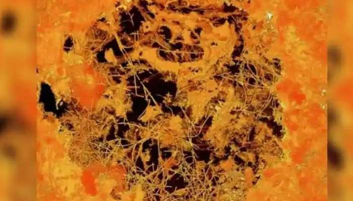 Candida Auris: વધુ એક મહામારીનું તોળાઈ રહ્યું છે જોખમ!, કોરોના કરતા પણ ખતરનાક, વૈજ્ઞાનિકો ડર્યા