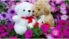 Teddy Day 2021: દરેક રંગના Teddy Bear નો હોય છે અલગ અર્થ, Gift કરતા પહેલા જાણો અહીં