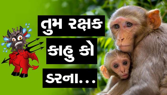 તુમ રક્ષક કાહુ કો ડરના...જાણો કોરોનાની મહામારીમાં વેક્સિન બનાવવામાં વાનરોએ આ રીતે કરી હતી મદદ!