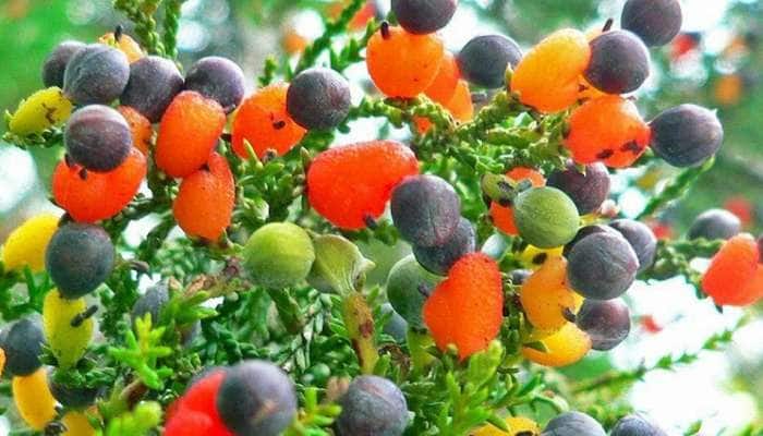Fruit Salad Tree: એક જ વૃક્ષ પર 8 પ્રકારના ફળ, જાણો કેવી રીતે શક્ય બન્યો આ ચમત્કાર!