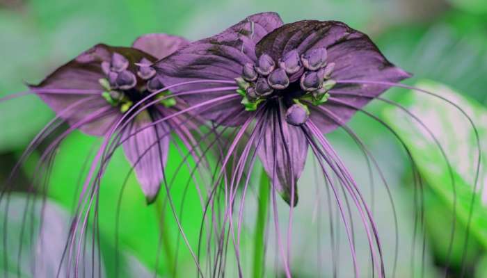 Most Weird Plants On Earth: પાંચ વિચિત્ર છોડ, તેના રૂપ રંગ જોઈને આપ પણ ચોંકી ઉઠશો