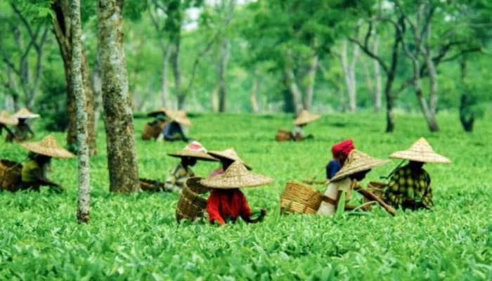 Tea City of Indiaની કેટલીક મજેદાર વાતો, જે જાણીને તમે પણ ચોંકી જશો