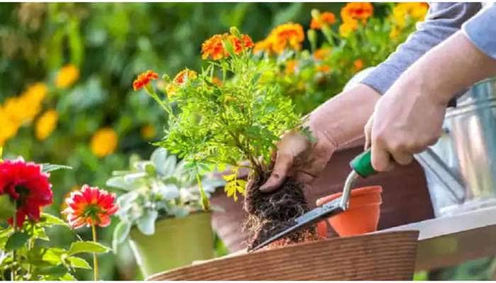 Gardening Tips: ઘરમાં ઉગાડેલા છોડની દેખરેખ માટે બનાવો Fertilizer, જાણો કેવી રીતે