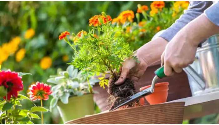 Gardening Tips: ઘરમાં ઉગાડેલા છોડની દેખરેખ માટે બનાવો Fertilizer, જાણો કેવી રીતે