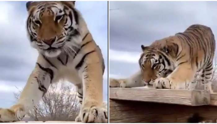 Viral Video: ફિટનેસને માટે Tiger એ પણ કર્યા Pushups, લોકોએ કહ્યું Surya Namaskar