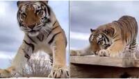 Viral Video: ફિટનેસને માટે Tiger એ પણ કર્યા Pushups, લોકોએ કહ્યું Surya Namaskar