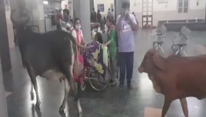 Jamnagar: આ તો હોસ્પિટલ છે કે ઢોરવાડો? સૌરાષ્ટ્રની સૌથી મોટી હોસ્પિટલમાં આખલા કુસ્તી કરે છે Jamnagar: આ તો હોસ્પિટલ છે કે ઢોરવાડો? સૌરાષ્ટ્રની સૌથી મોટી હોસ્પિટલમાં આખલા કુસ્તી કરે છે