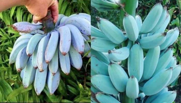 Blue Banana: વાદળી રંગના કેળા જોઈને તમને પણ થશે આશ્ચ્રર્ય, આવો હોય છે સ્વાદ