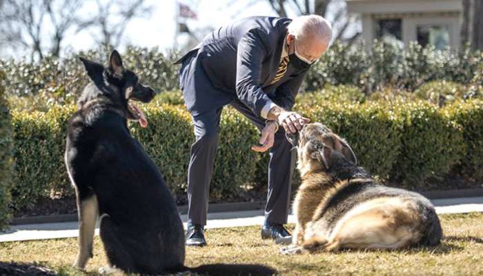 Joe Biden ના કૂતરાનો આતંક, White House માં આટલા લોકોને બનાવ્યા શિકાર