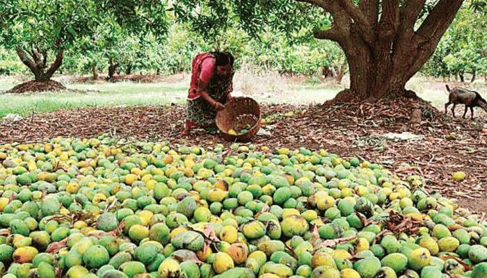 Mango Season: કોરોના કાળમાં કેસર કેરીને પણ લાગ્યું ગ્રહણ: આ વર્ષે ઉત્પાદન ઓછું થવાની ભીતિ