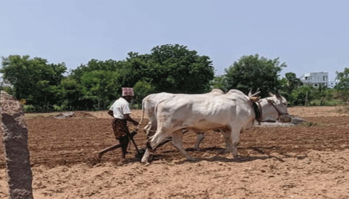 ભારતમાં કેટલી ગાયો, કેટલાં બળદ અને કેટલાં આખલા છે? કેમ ગુજરાતમાં ઘટી રહી છે બળદની સંખ્યા? જાણો કૃષિ પર થશે કેવી અસર