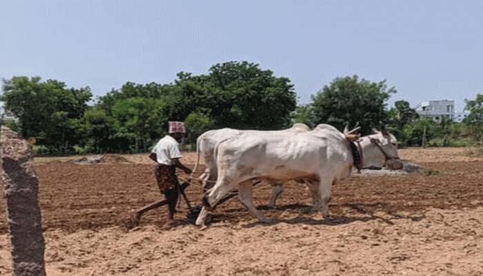 દેશમાં ગાયો, બળદ અને આખલા કેટલાં છે? જાણો કેમ ગુજરાતમાં ઘટી રહી છે બળદની સંખ્યા