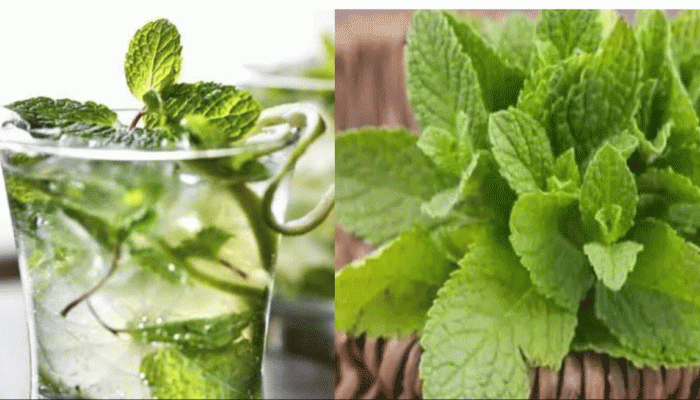 Health Tips: ઉનાળાની કાળ-ઝાળ ગરમીમાં કરો આ વસ્તુનું સેવન, રહેશો તરોતાજા
