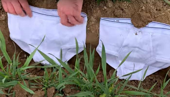 Viral News: કોરોનાકાળમાં આ જમીનમાં 2 સફેદ અંડરવેર કેમ દાટી રહ્યા છે લોકો? કારણ જાણી ચોંકી જશો Viral News: કોરોનાકાળમાં આ જમીનમાં 2 સફેદ અંડરવેર કેમ દાટી રહ્યા છે લોકો? કારણ જાણી ચોંકી જશો