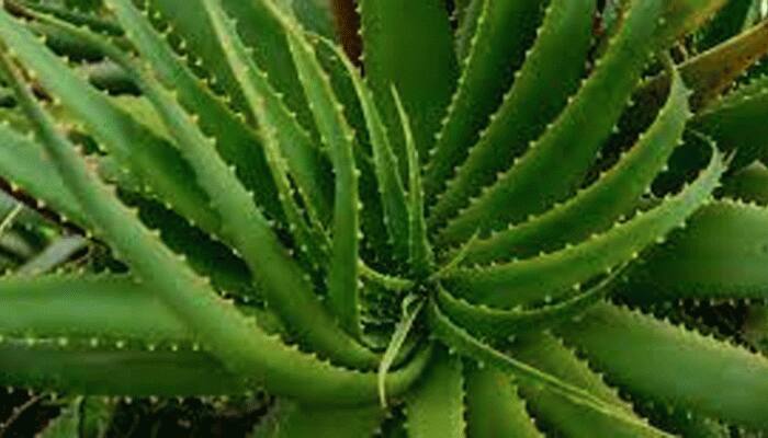 આ કાંટાળી વનસ્પતિ ગરમીમાં તમારી ત્વચાને આપશે ઠંડક, અનેક બીમારીઓમાં બનશે ઔષધી