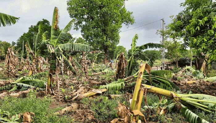 વિનાશક વાવાઝોડાએ પંચમહાલમાં વતાવ્યો પ્રકોપ, તારાજીને કારણે જગતનો તાત બન્યો પાયમાલ