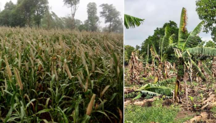 ખેડૂતોની છીનવાઈ ખૂશી: વાવાઝોડાએ તૈયાર પાકને કર્યો જમીન દોસ્ત, સર્વે બાદ ચૂકવાશે સહાય